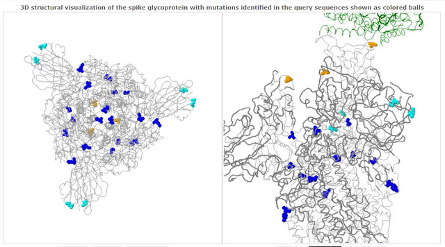 Coronavirus-Mutation